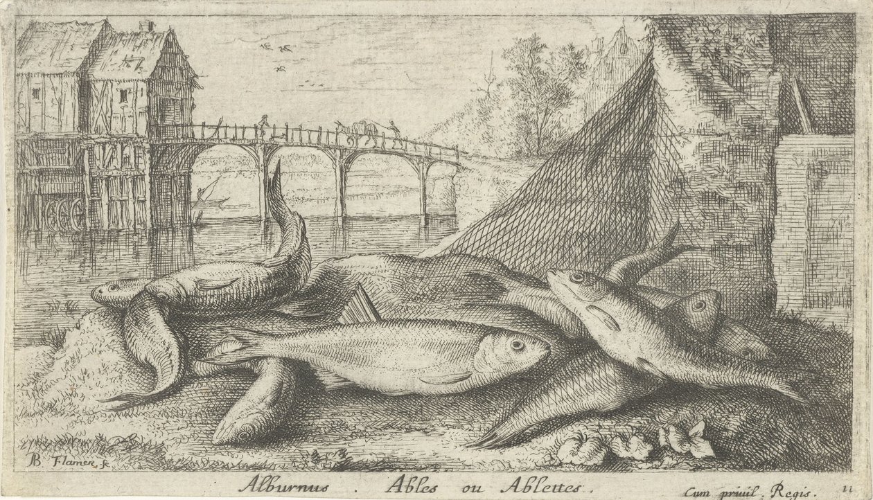 Alvers på en flodbred alburnus. Ables eller Ablettes. (titel på objekt) Fisk og andre havdyr - ferskvands anden serie (serietitel) Seconde partie de Poissons d