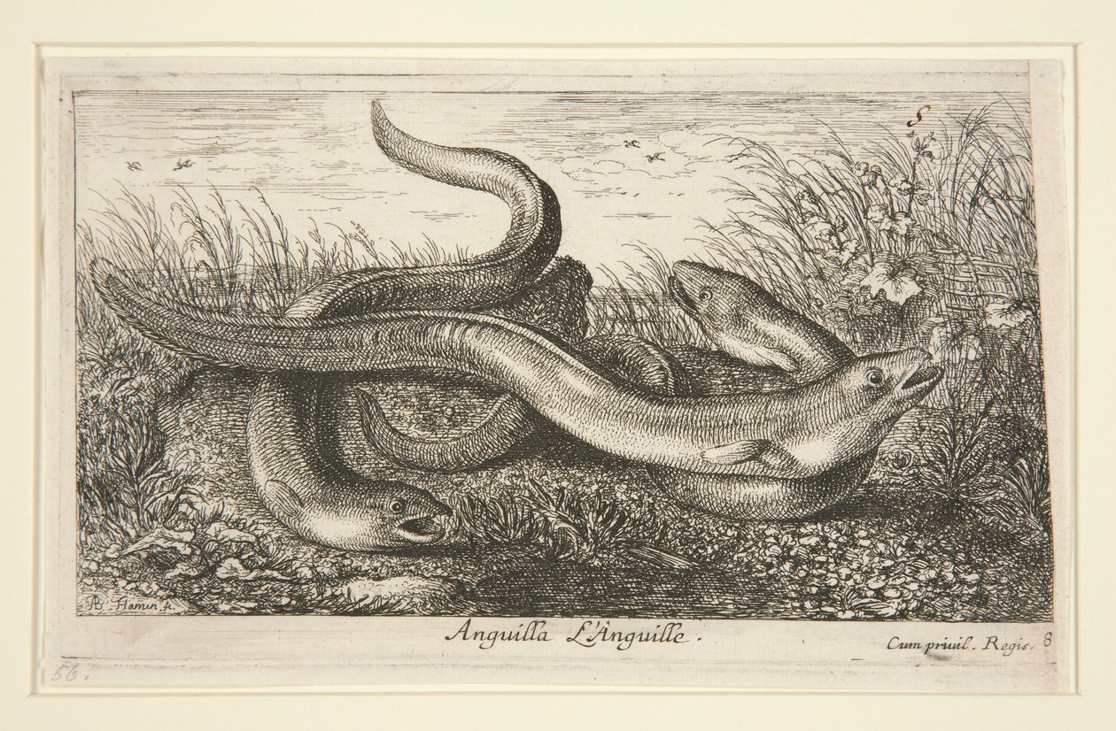 Anguilla. L af Albert Flamen