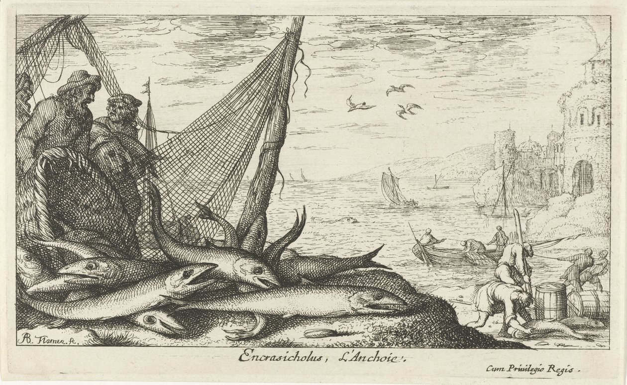 Ansjoser med kurv og fiskenet Encrasicolus, L