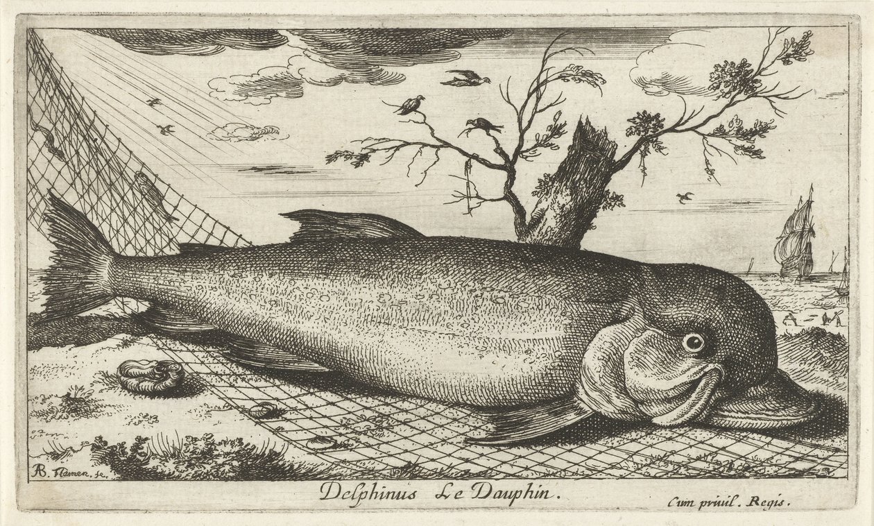 Delfin i et fiskenet Delphinus Le Dauphin. (titel på objekt) Fisk og andre havdyr - saltvands tredje serie (serietitel) Poissons de mer (serietitel) af Albert Flamen