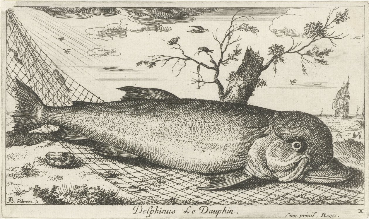 Delfin i et fiskenet Delphinus Le Dauphin. (titel på objekt) Fisk og andre havdyr - saltvands tredje serie (serietitel) Poissons de mer (serietitel) af Albert Flamen