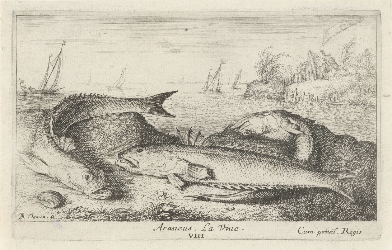 Tre plettede snudefugle på stranden Araneus. Livet. (titel på objekt) Fisk og andre havdyr - saltvands anden serie (serietitel) Poissons de mer (serietitel) af Albert Flamen