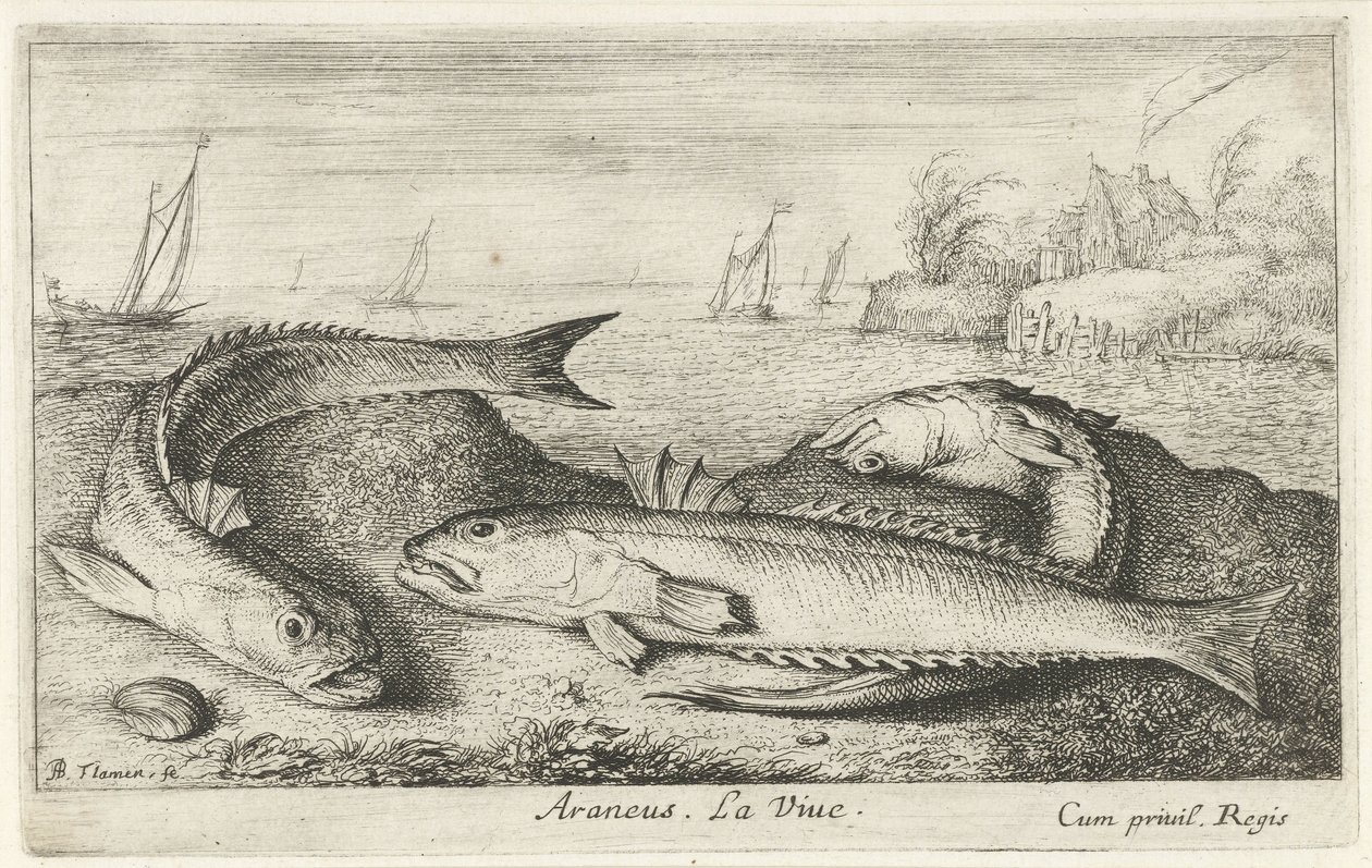 Tre plettede snudefugle på stranden Araneus. Livet. (titel på objekt) Fisk og andre havdyr - saltvands anden serie (serietitel) Poissons de mer (serietitel) af Albert Flamen