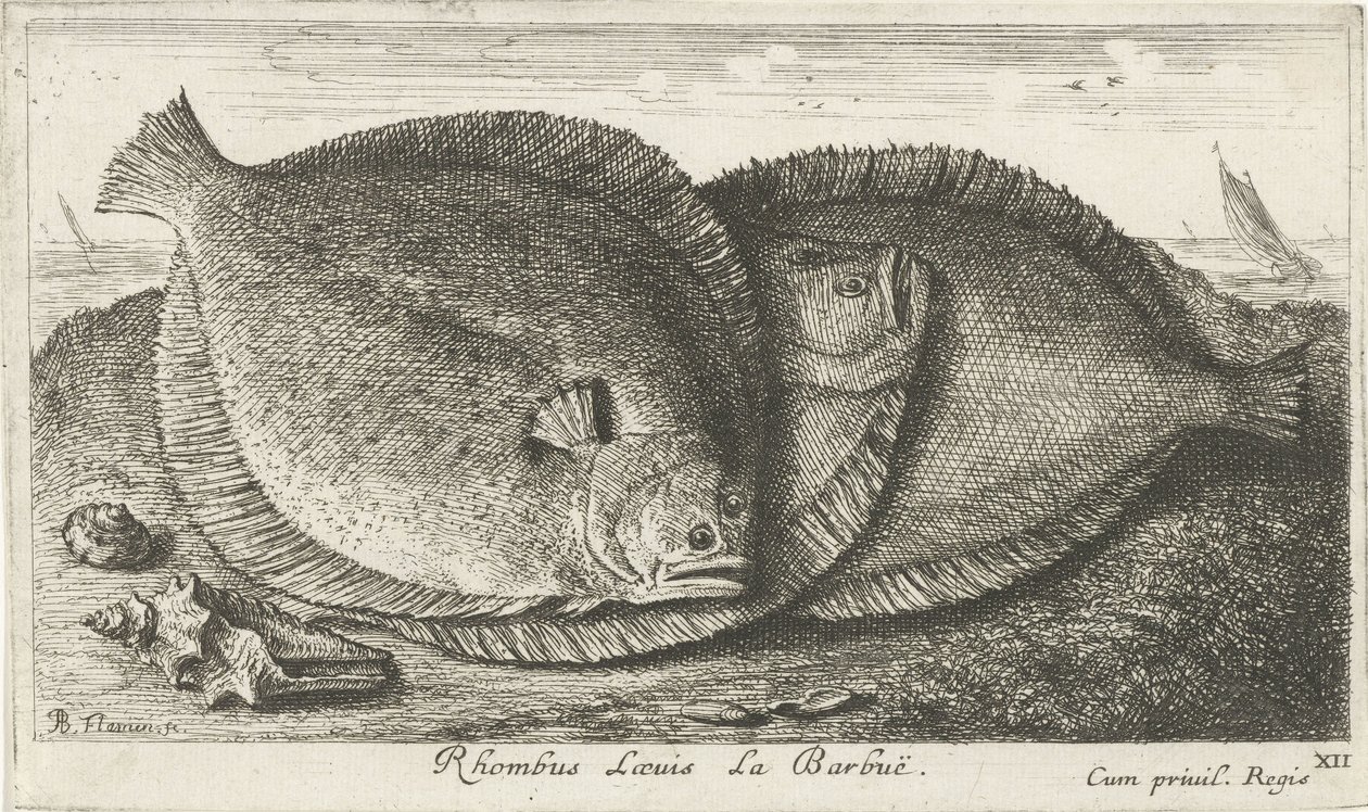 Tre unger på stranden Rhombus Laeuis La Barbuë (titel på objektet) Fisk og andre havdyr - saltvands tredje serie (serietitel) Poissons de mer (serietitel) af Albert Flamen