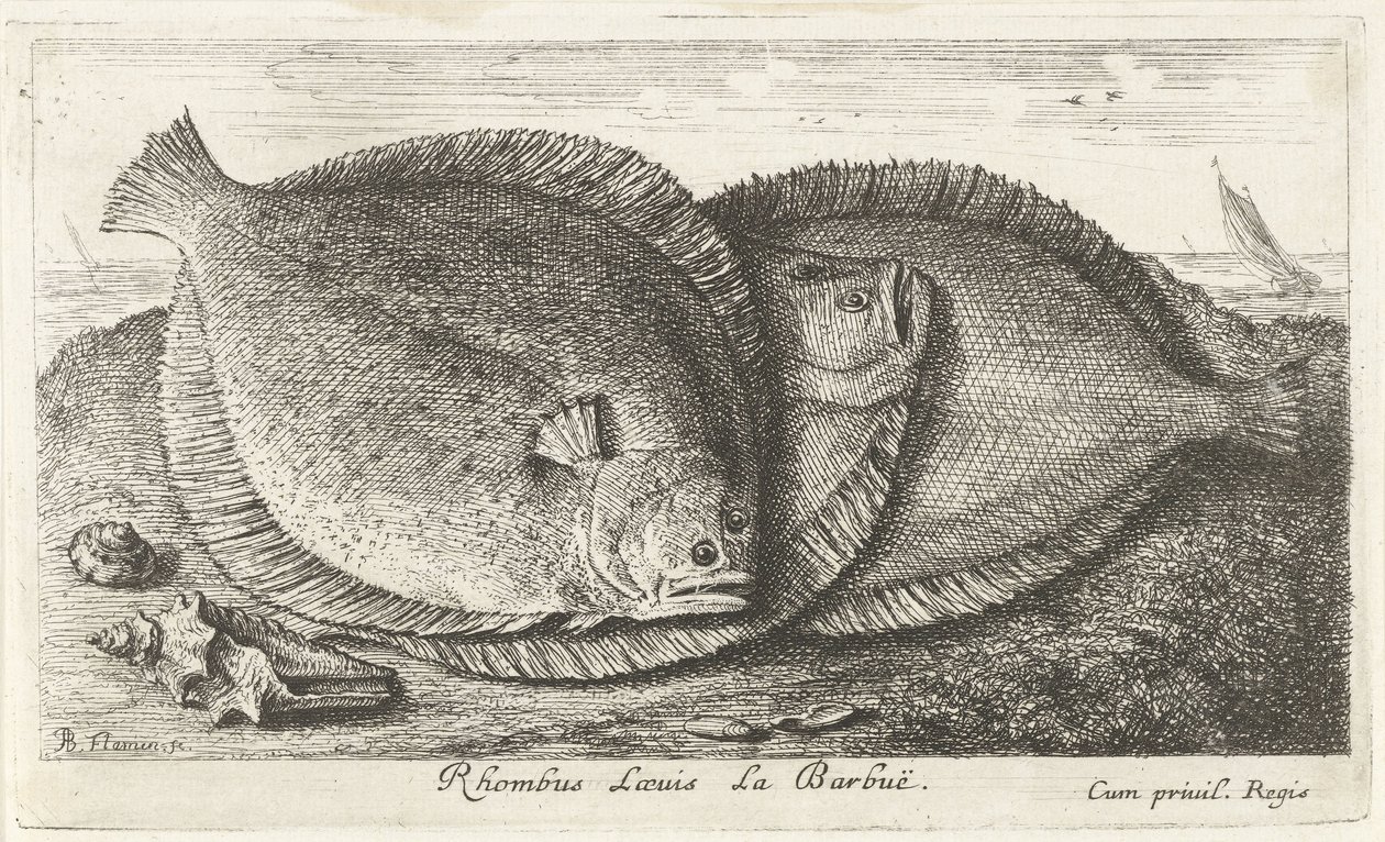 Tre unger på stranden Rhombus Laeuis La Barbuë (titel på objektet) Fisk og andre havdyr - saltvands tredje serie (serietitel) Poissons de mer (serietitel) af Albert Flamen