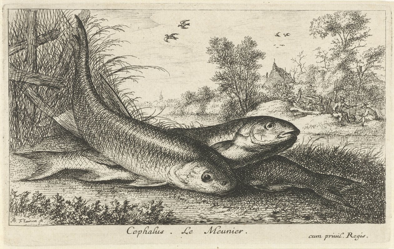 Tre chubs på en flodbred cephalus. Le Meunier. (titel på objekt) Fisk og andre havdyr - ferskvands første serie (serietitel) Diverse Especes de Poissons d