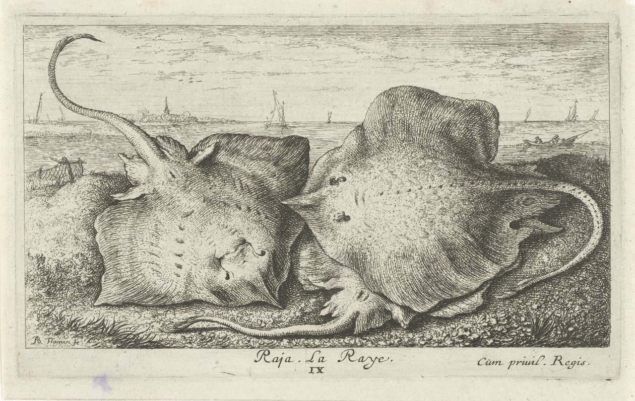 Tre stråler på stranden raja. La Raye. (titel på objekt) Fisk og andre havdyr - saltvands anden serie (serietitel) Poissons de mer (serietitel) af Albert Flamen