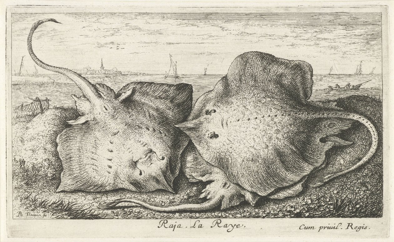 Tre stråler på stranden raja. La Raye. (titel på objekt) Fisk og andre havdyr - saltvands anden serie (serietitel) Poissons de mer (serietitel) af Albert Flamen