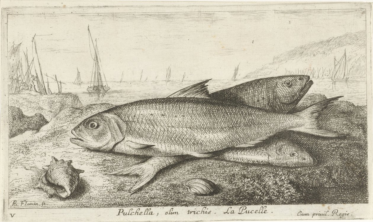 Tre fisk på stranden Pulchella, olim trichis. La Pucelle. (titel på objekt) Fisk og andre havdyr - saltvands første serie (serietitel) Diverse Especes de Poissons de mer (serietitel) af Albert Flamen