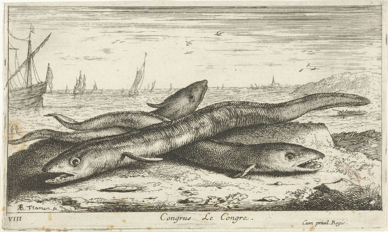 Tre havål på stranden Congress Le Congress. (titel på objekt) Fisk og andre havdyr - saltvands første serie (serietitel) Diverse Especes de Poissons de mer (serietitel) af Albert Flamen