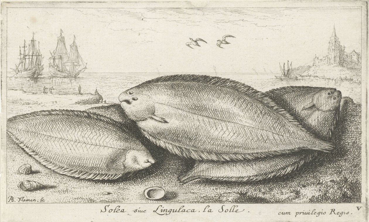 Tre såler på stranden Solea siue Lingulaca. La Solle. (titel på objekt) Fisk og andre havdyr - saltvands tredje serie (serietitel) Poissons de mer (serietitel) af Albert Flamen