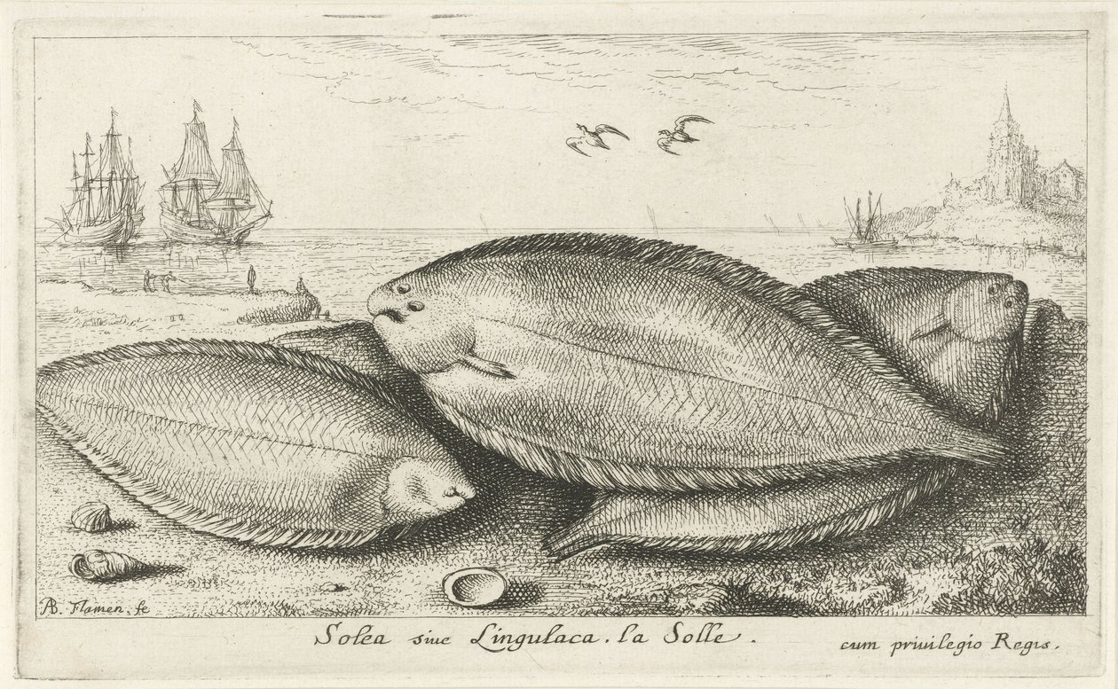 Tre såler på stranden Solea siue Lingulaca. La Solle. (titel på objekt) Fisk og andre havdyr - saltvands tredje serie (serietitel) Poissons de mer (serietitel) af Albert Flamen