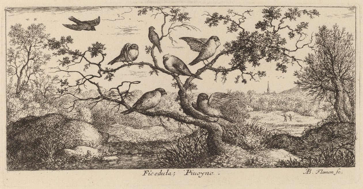 Ficedula, bullfinken af Albert Flamen