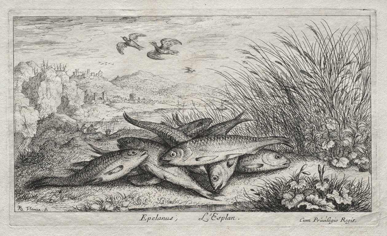 Ferskvandsfisk, del II: Epelanus, L