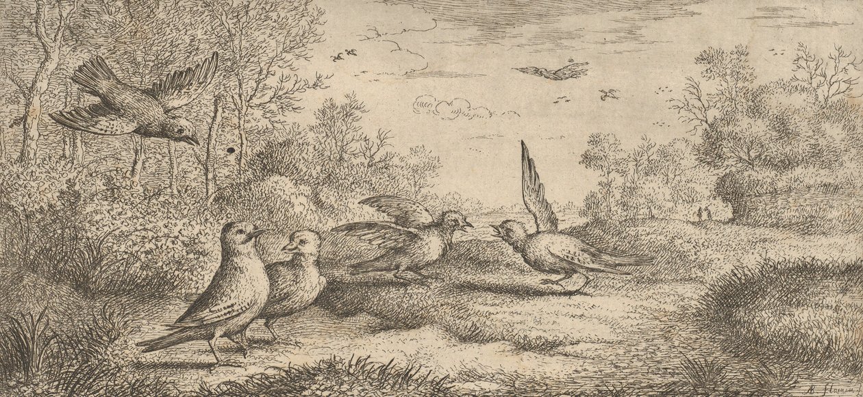 Garrulus, Gey Jay: Livre d