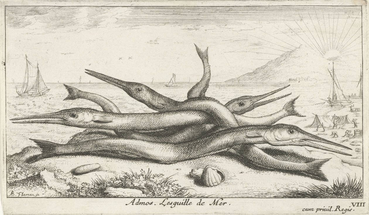 Fastgjort på stranden Admos. Lesguille de Mer. (titel på objekt) Fisk og andre havdyr - saltvands tredje serie (serietitel) Poissons de mer (serietitel) af Albert Flamen