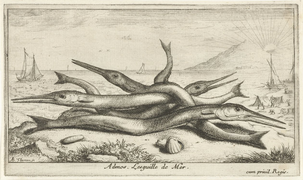 Fastgjort på stranden Admos. Lesguille de Mer. (titel på objekt) Fisk og andre havdyr - saltvands tredje serie (serietitel) Poissons de mer (serietitel) af Albert Flamen