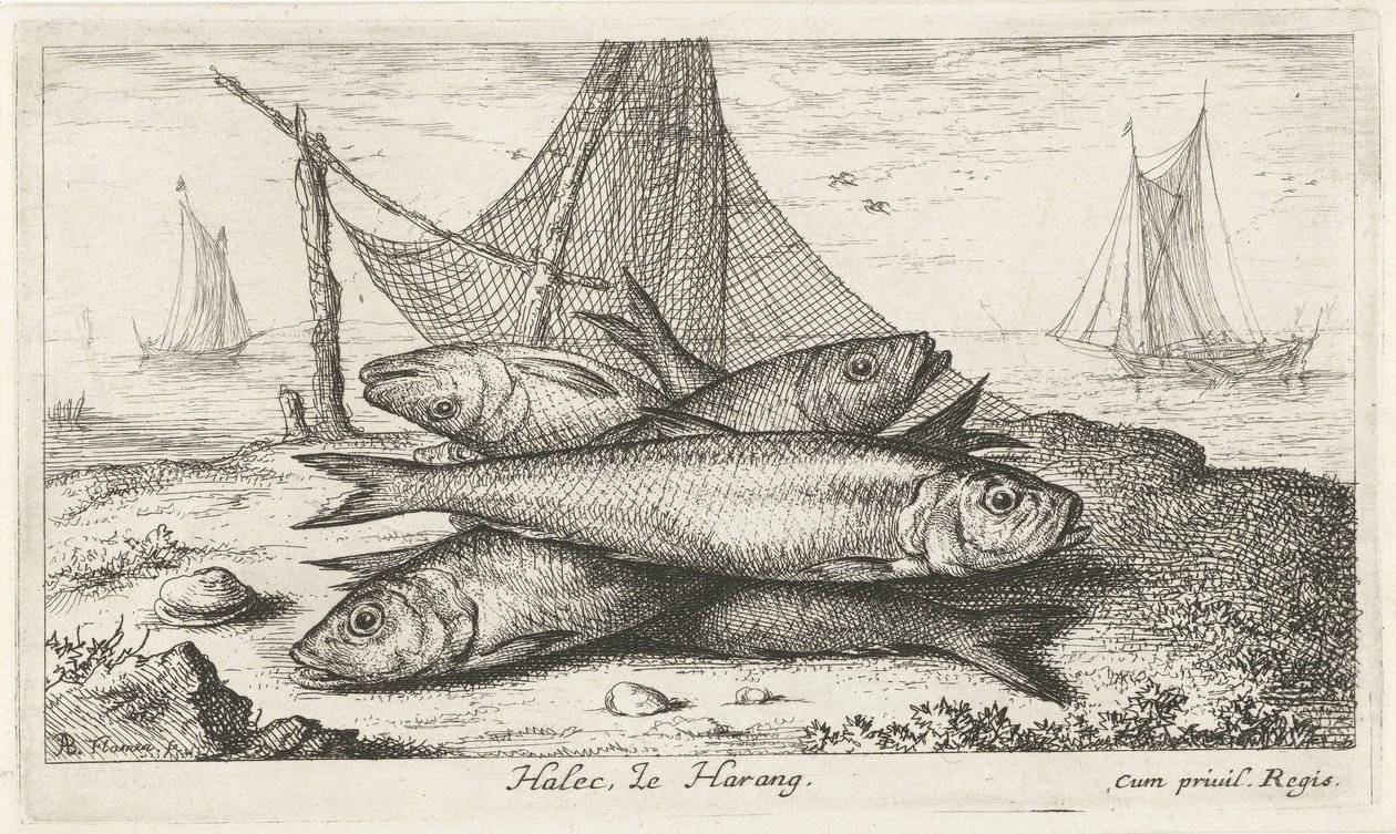 Sild i et fiskenet Halec, Le Harang. (titel på objekt) Fisk og andre havdyr - saltvands anden serie (serietitel) Poissons de mer (serietitel) af Albert Flamen
