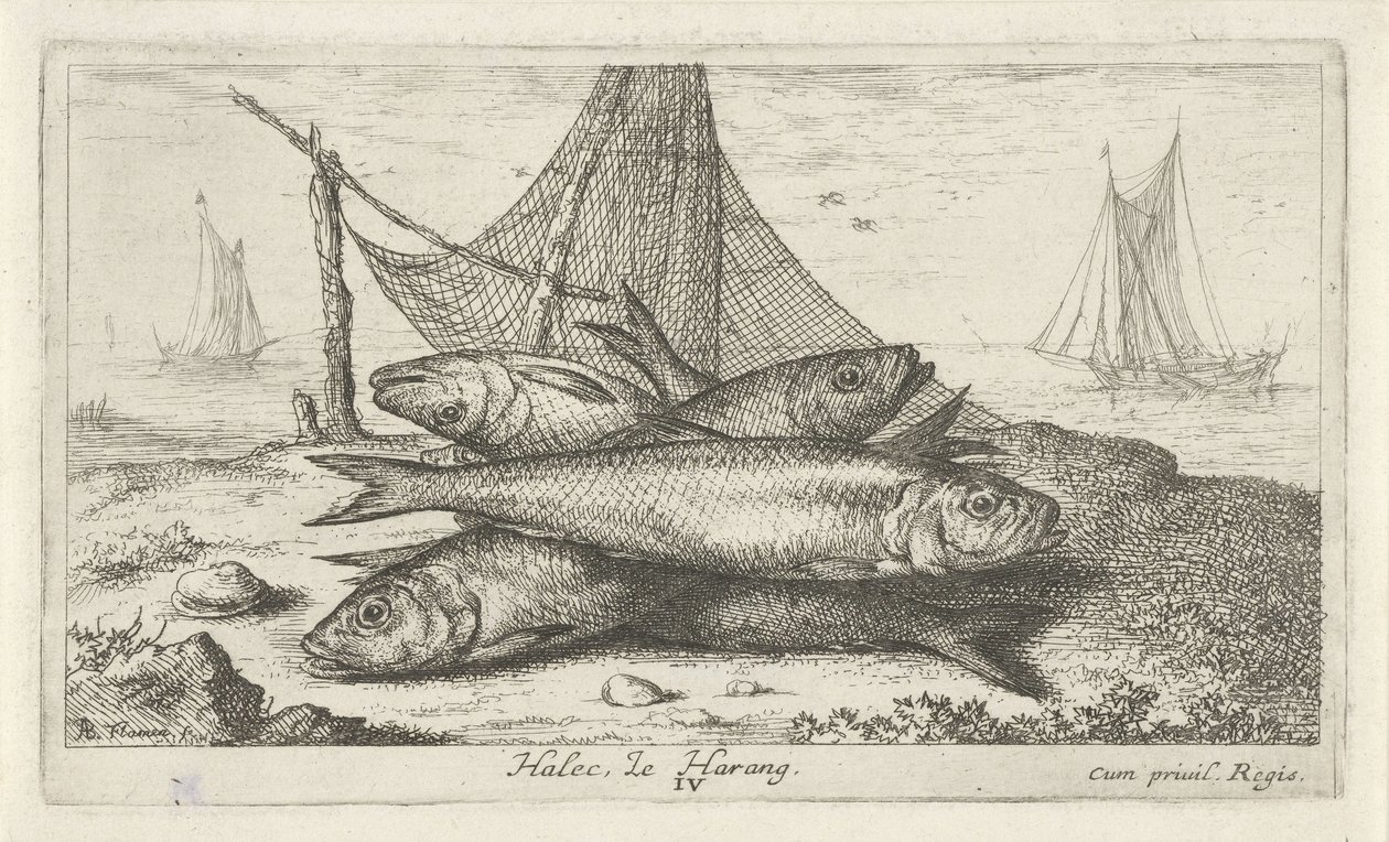 Pinde på et fiskenet Halec, Le Harang. (Titel på objekt) Fish and Other Marine Animals - Saltwater Second Series (Series Titel) Poissons de Mer (serietitel) af Albert Flamen