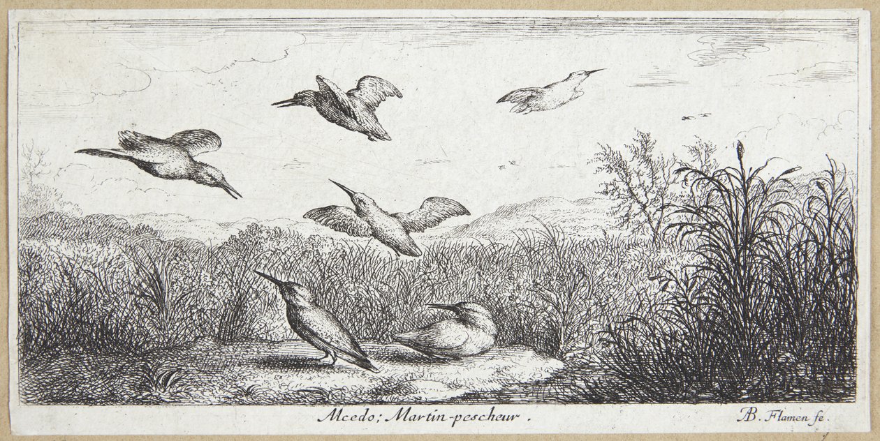 Isfuglen (Alcedo) af Albert Flamen