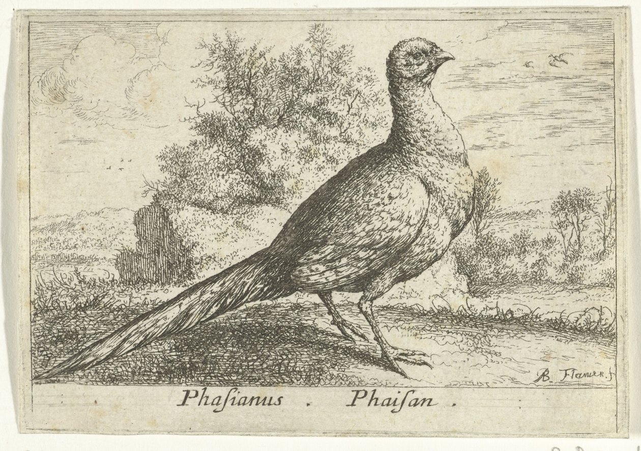 Landschap met fazant Fasan Fasan. (titel på objekt) Tretten fugle (serietitel) Forskellige fuglearter (serietitel) af Albert Flamen