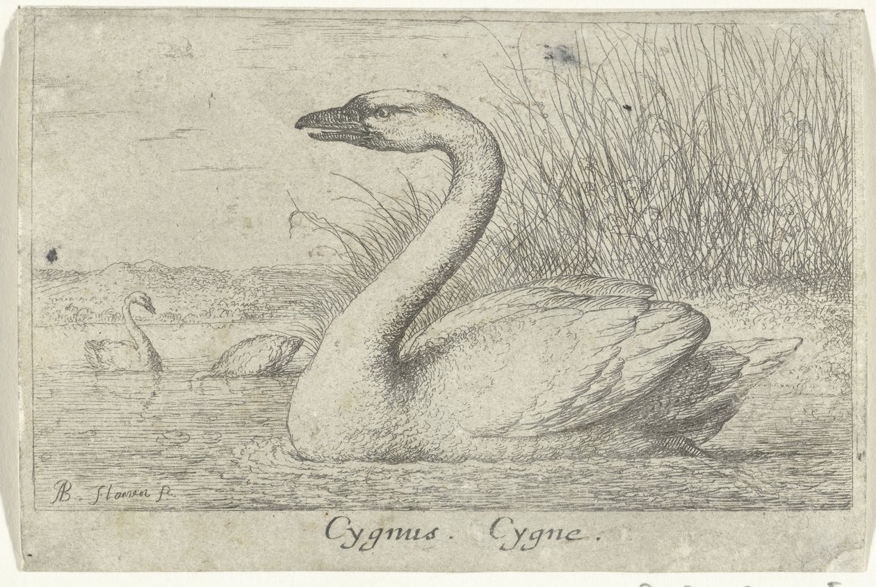 Landskab med svane Cygnus. Cygne. (titel på objekt) Tretten fuglearter (serietitel) Diuersae Auium Specie (serietitel) af Albert Flamen