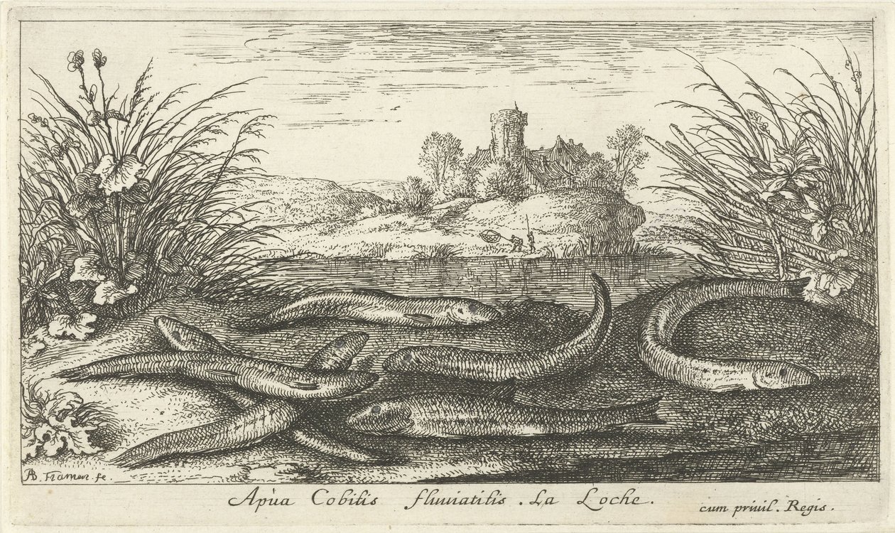 Loaches på en flodbred Apua Cobitis fluuitilis. LaLoche. (titel på objekt) Fisk og andre havdyr - ferskvands anden serie (serietitel) Seconde partie de Poissons d