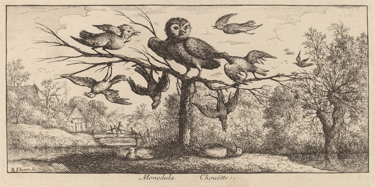Monedula, Uglen af Albert Flamen