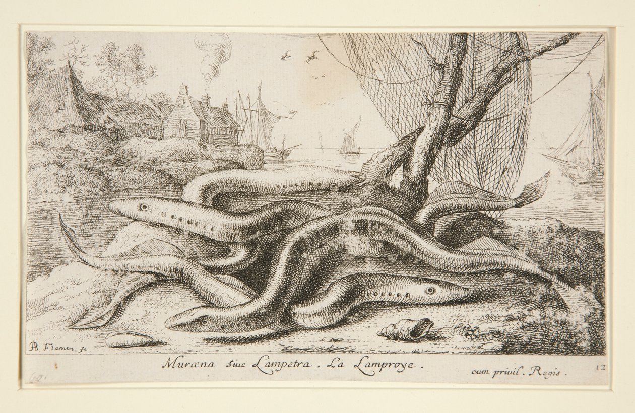 Muraena eller Lampetra. La Lamproye af Albert Flamen