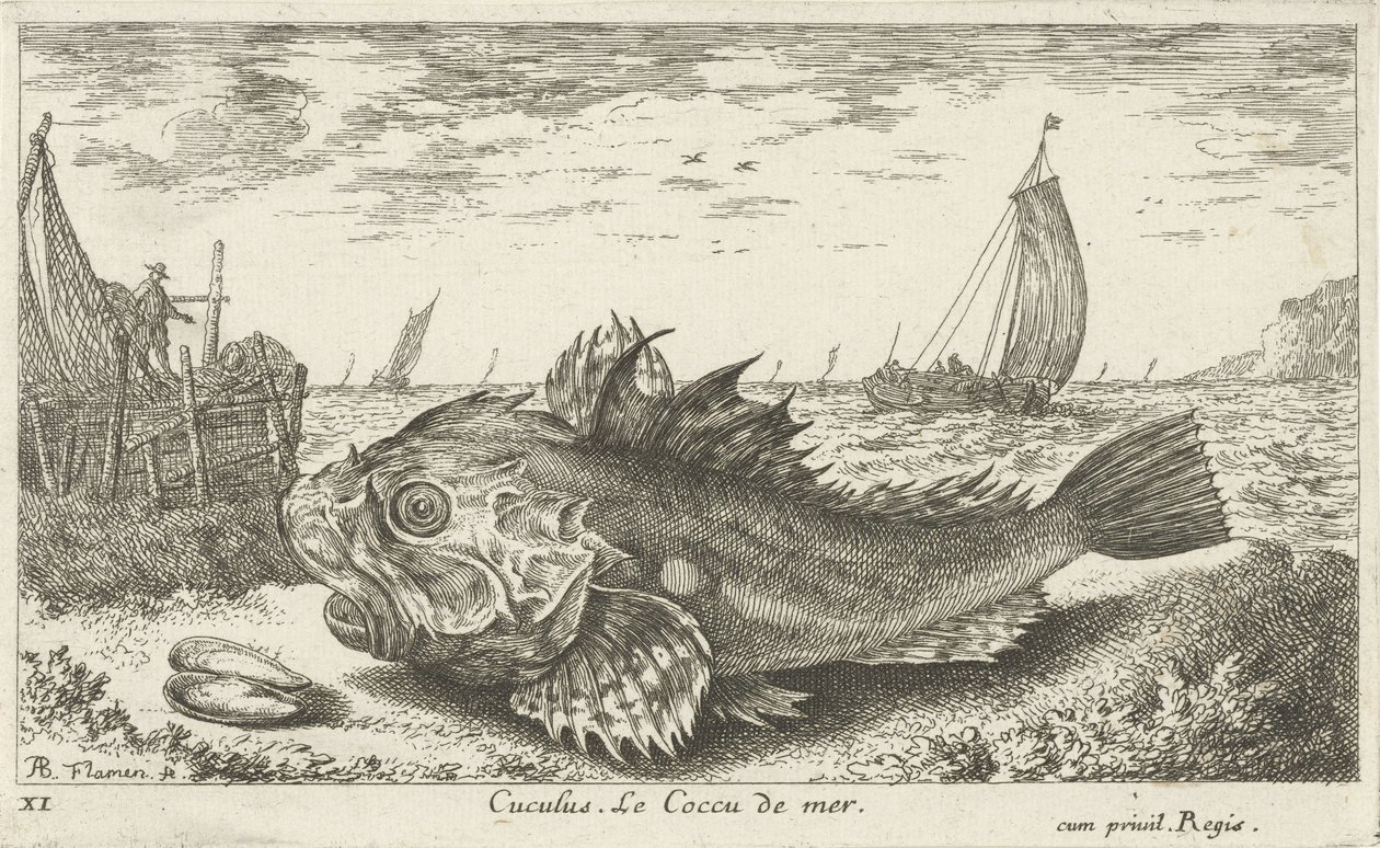 Poon på stranden Cuculus. Le Coccu de mer (titel på objekt) Fisk og andre havdyr - saltvands første serie (serietitel) Diverse Especes de Poissons de mer (serietitel) af Albert Flamen