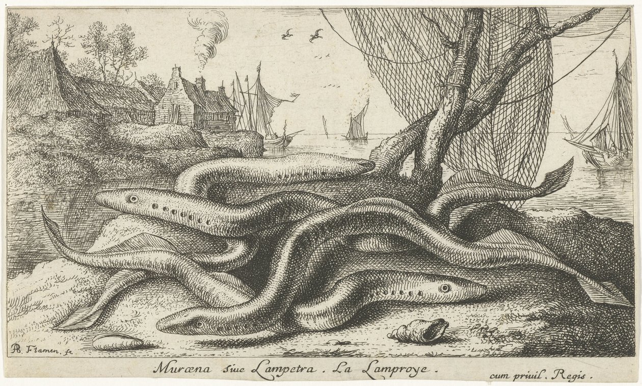 Flodlampretter på en bred Muraena siue Lampetra. LaLamproye. (titel på objekt) Fisk og andre havdyr - ferskvands anden serie (serietitel) Seconde partie de Poissons d