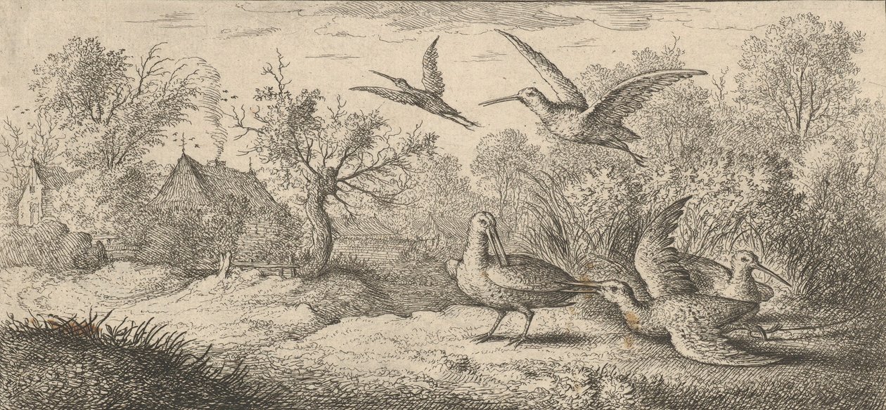 Rusticula, Beccasse Skovsneppen: Livre d