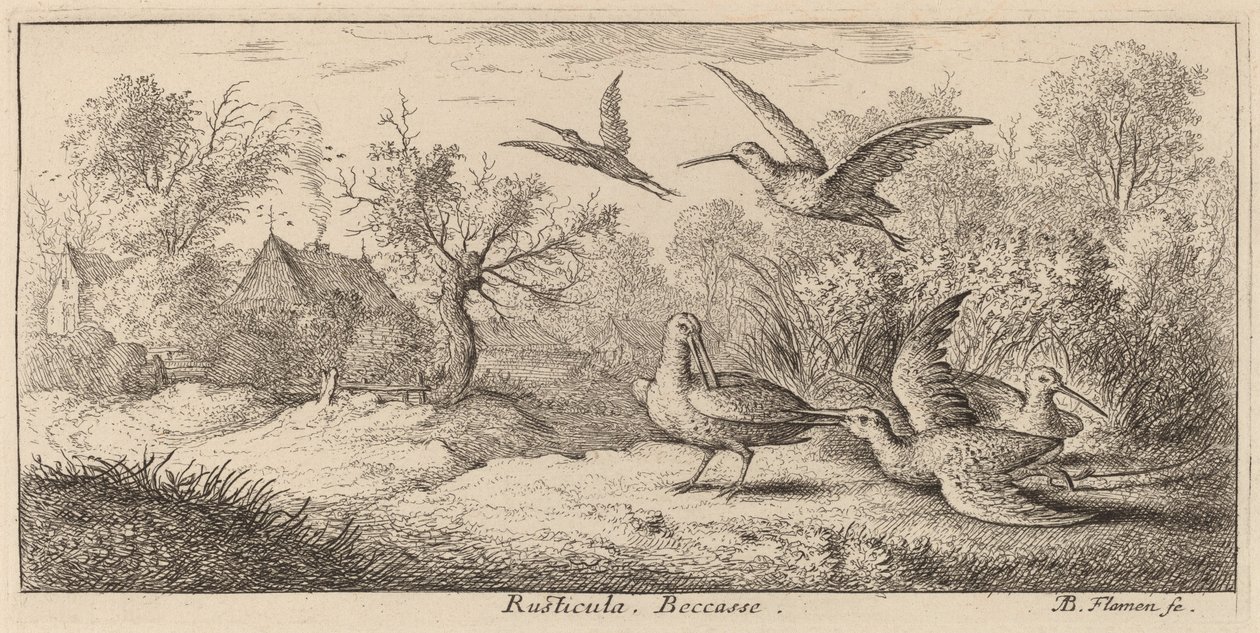 Rusticula, Skovsneppen af Albert Flamen