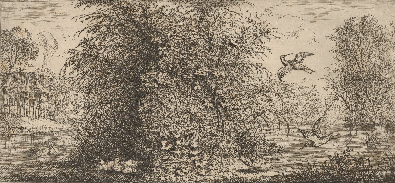 Rusticula minor, Beccassine Snipe: Livre d