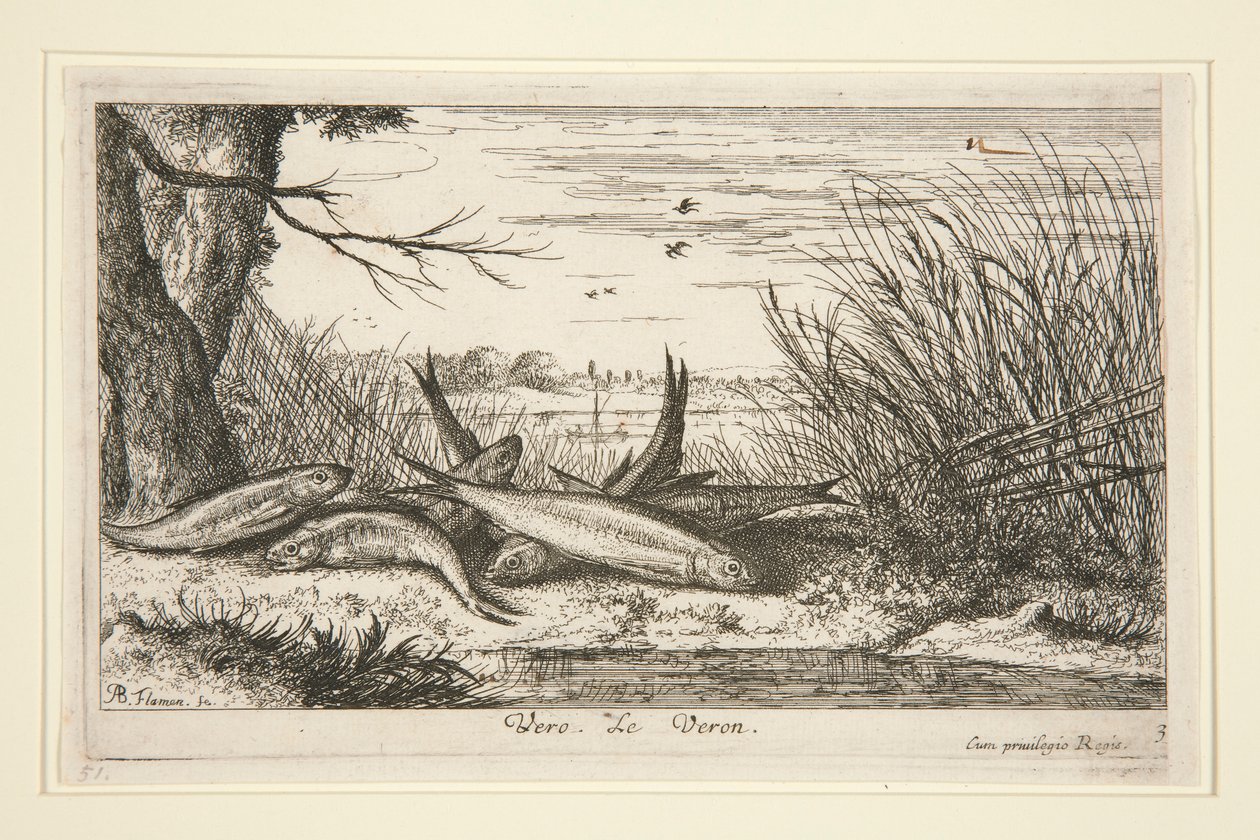 The Loach, fra anden del af Fresh Water Fish-serien. af Albert Flamen