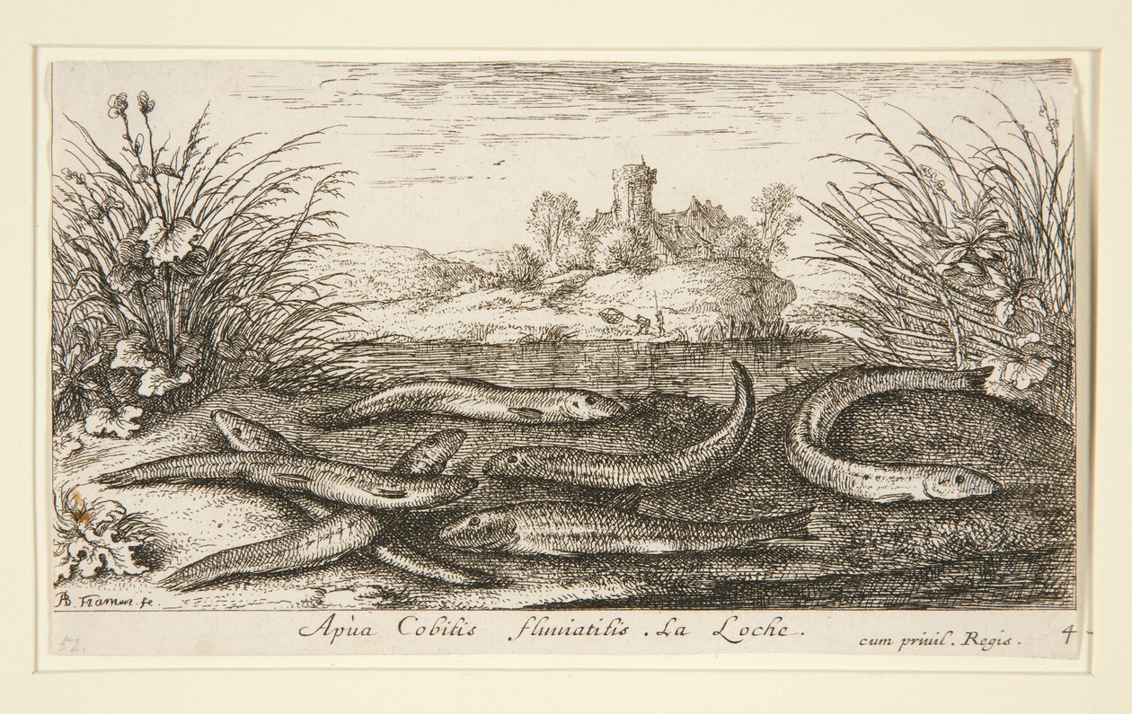 The Minnow, fra anden del af Fresh Water Fish-serien af Albert Flamen