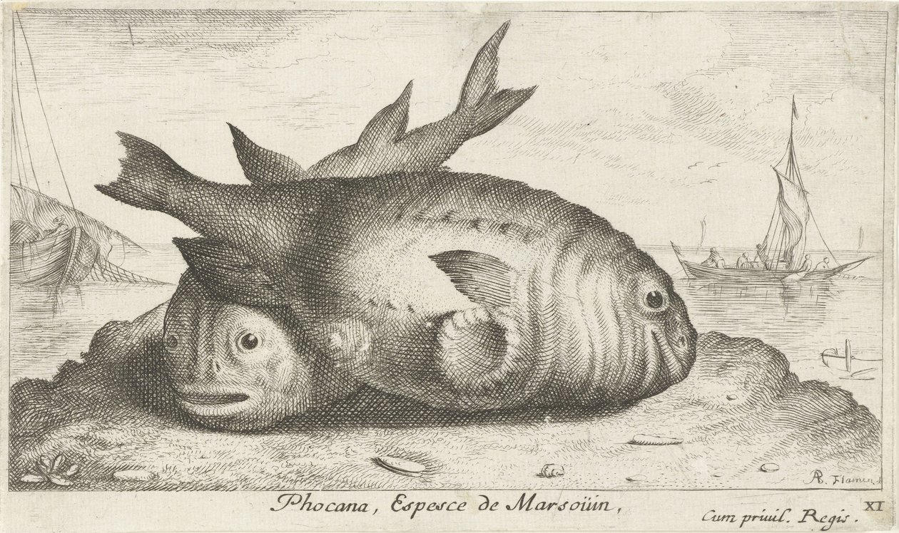 To marsvin på stranden Phoca Na, Espèce de Marsoüin, (titel på objekt) Fisk og andre havdyr - saltvands tredje serie (serietitel) Poissons de mer (serietitel) af Albert Flamen