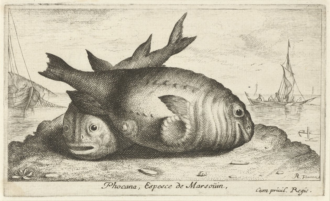 To marsvin på stranden Phoca Na, Espèce de Marsoüin, (titel på objekt) Fisk og andre havdyr - saltvands tredje serie (serietitel) Poissons de mer (serietitel) af Albert Flamen