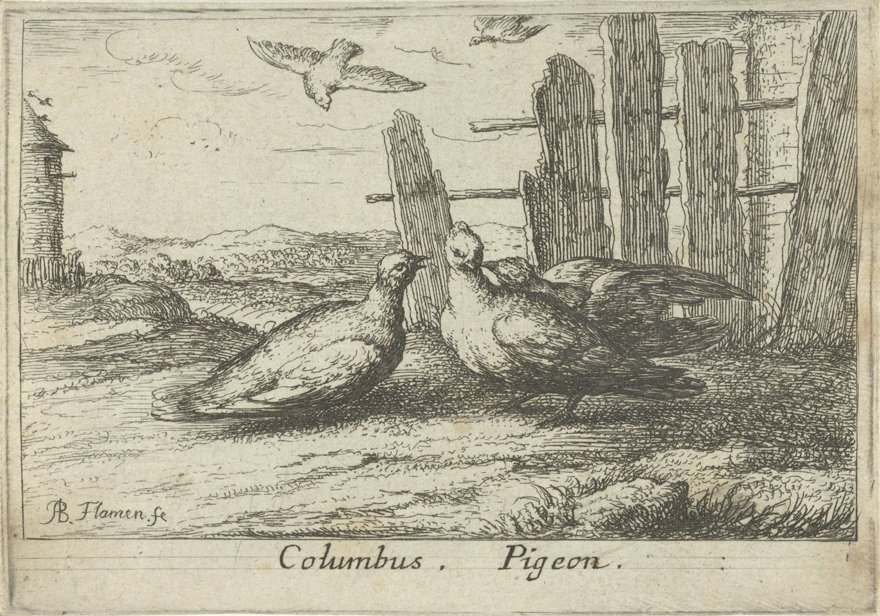 To duer ved et hegn Columbus. Due. (titel på objekt) Tretten fuglearter (serietitel) Diuersae Auium Specie (serietitel) af Albert Flamen