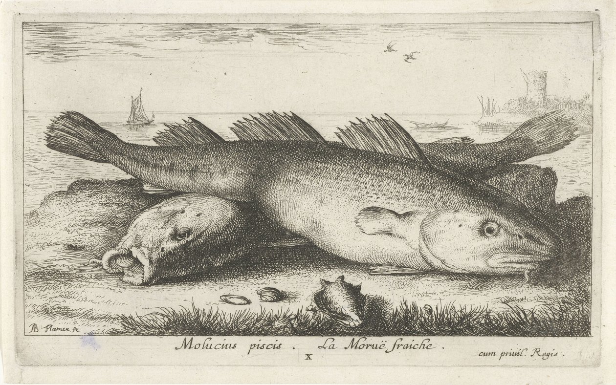 To torsk på stranden Molucius piscis. Le Morue Fraiche. (titel på objekt) Fisk og andre havdyr - saltvands anden serie (serietitel) Poissons de mer (serietitel) af Albert Flamen