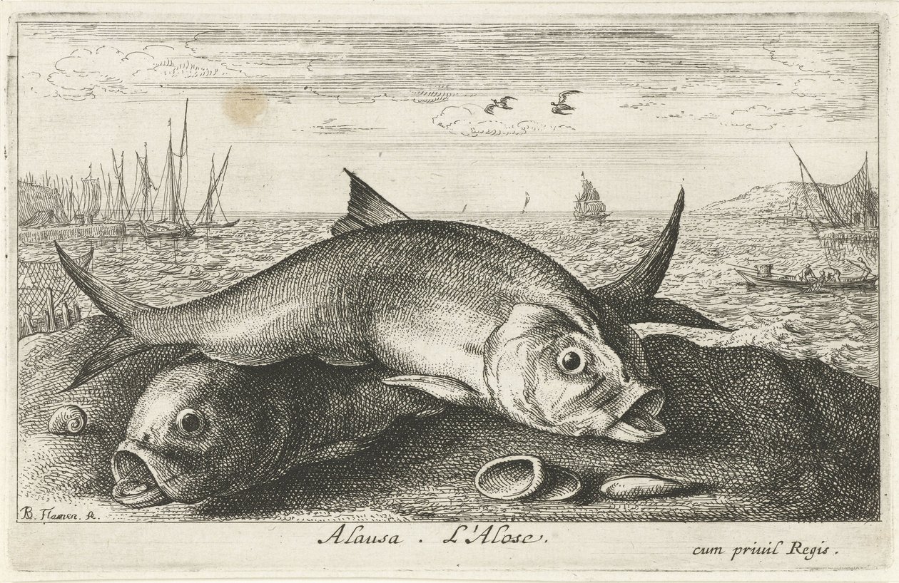 To må fiske på stranden alausa. L