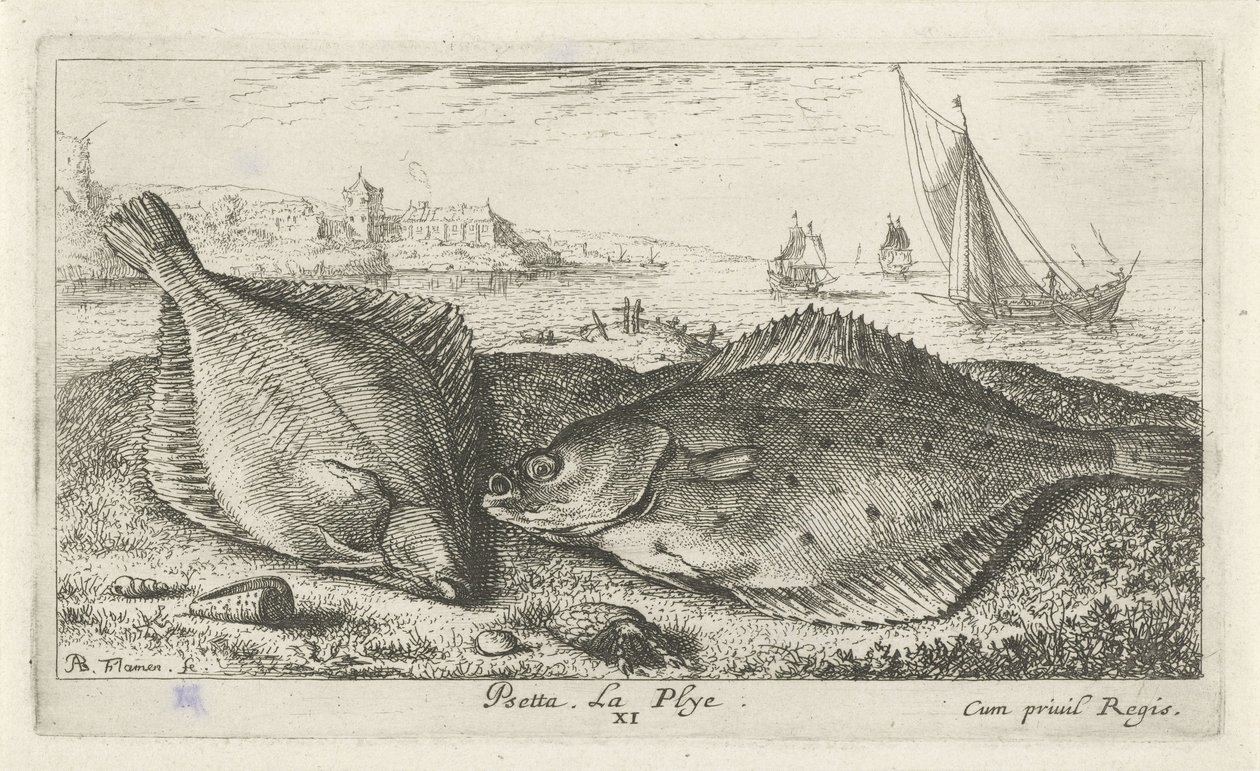 To fladfisk på stranden psetta. La Plye. (titel på objekt) Fisk og andre havdyr - saltvands anden serie (serietitel) Poissons de mer (serietitel) af Albert Flamen