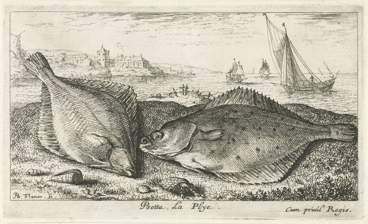 To fladfisk på stranden psetta. La Plye. (titel på objekt) Fisk og andre havdyr - saltvands anden serie (serietitel) Poissons de mer (serietitel) af Albert Flamen