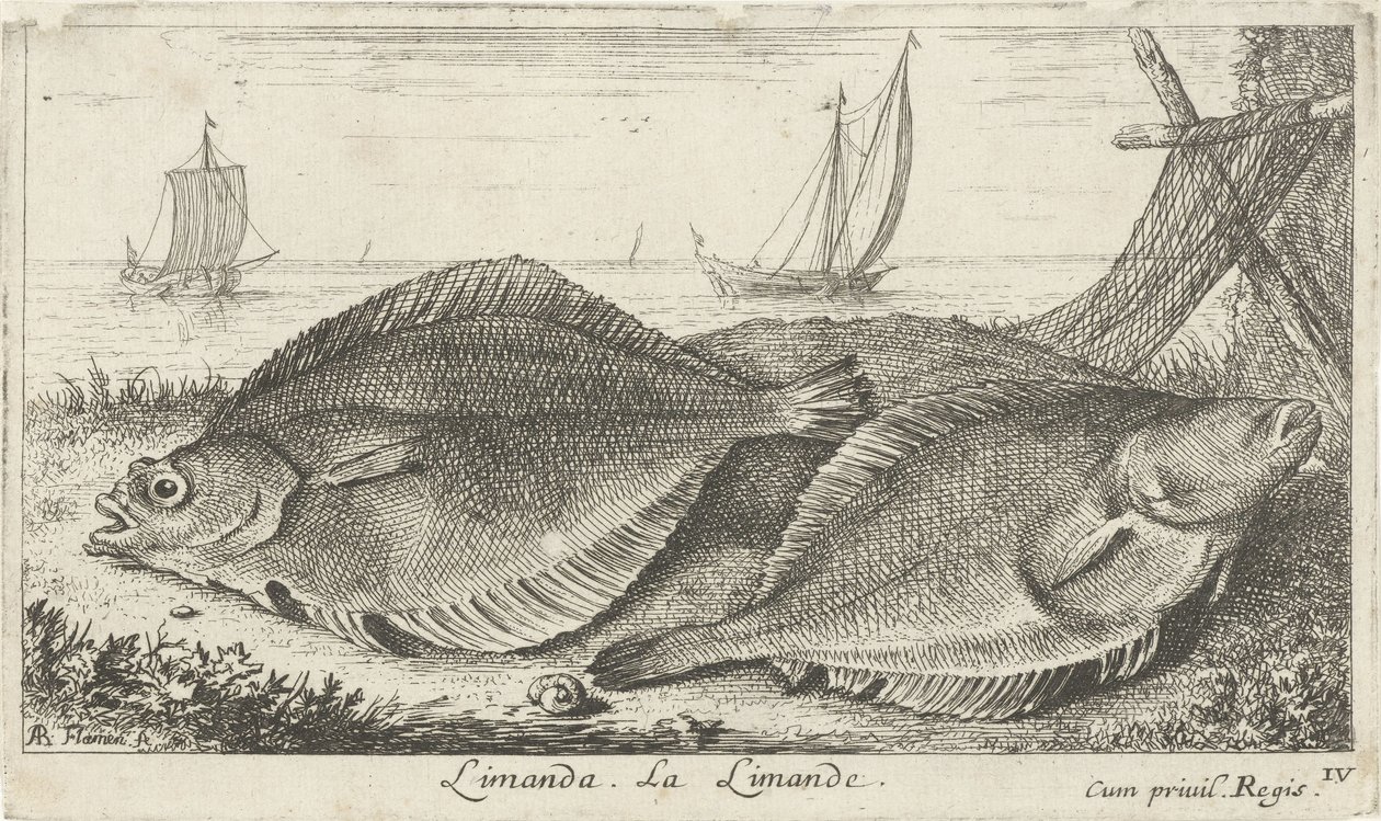 To dupper på stranden limanda. La Limande. (titel på objekt) Fisk og andre havdyr - saltvands tredje serie (serietitel) Poissons de mer (serietitel) af Albert Flamen