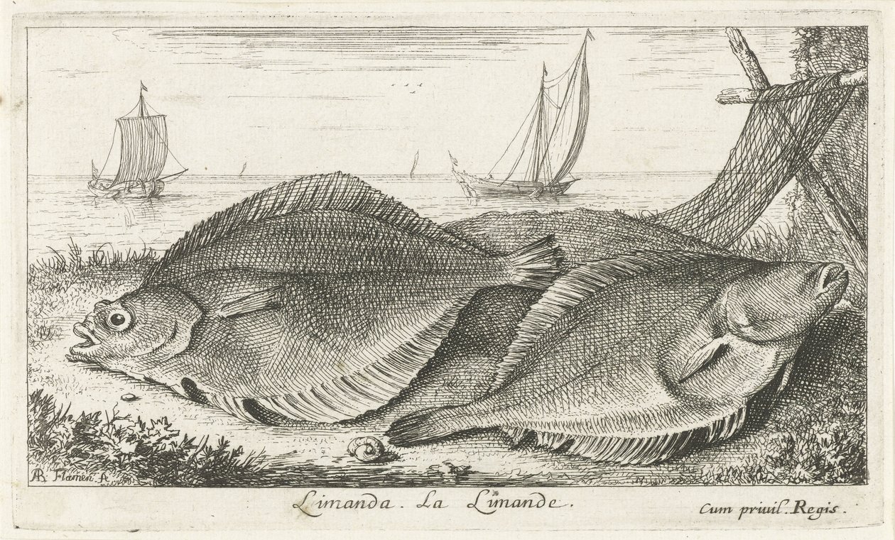 To dupper på stranden limanda. La Limande. (titel på objekt) Fisk og andre havdyr - saltvands tredje serie (serietitel) Poissons de mer (serietitel) af Albert Flamen