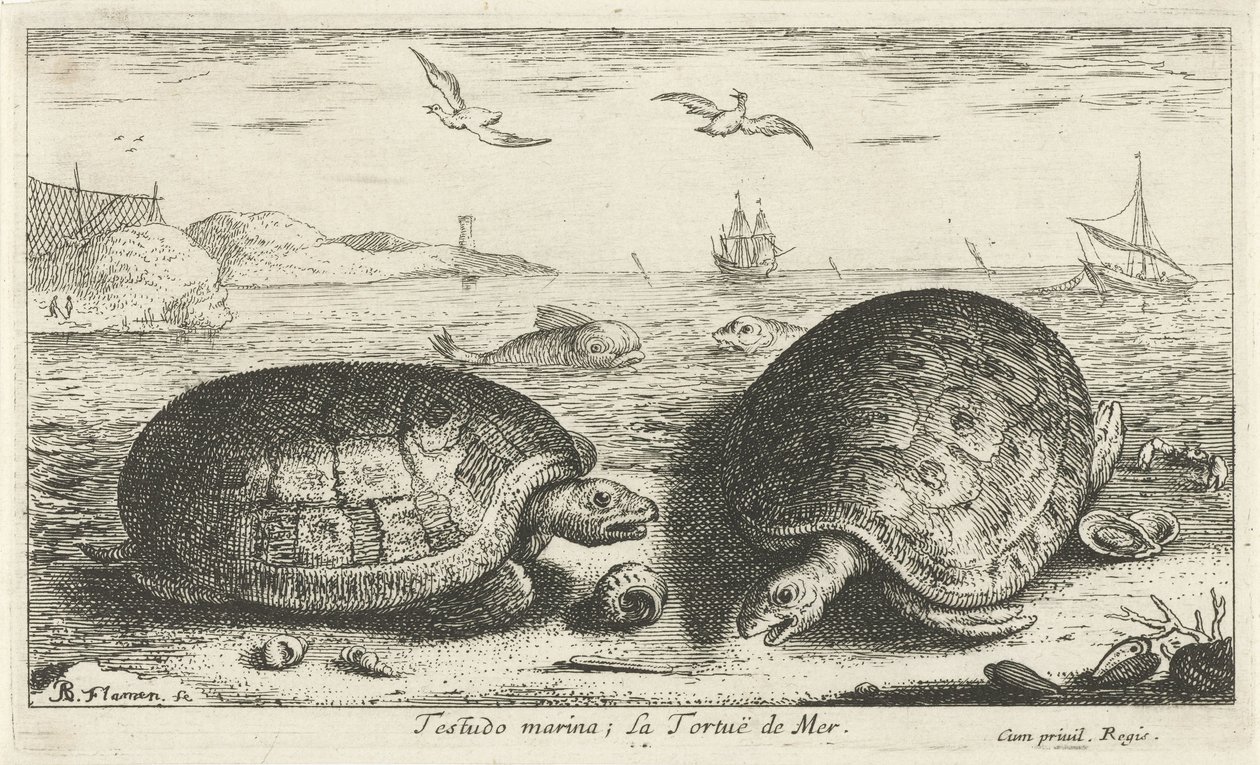 To skildpadder på stranden Testudo lystbådehavn; La Tortuë de Mer (titel på objekt) Fisk og andre havdyr - saltvands anden serie (serietitel) Poissons de mer (serietitel) af Albert Flamen