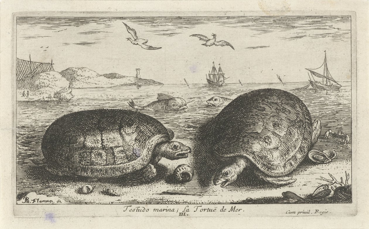 To skildpadder på stranden Testudo lystbådehavn; La Tortuë de Mer (titel på objekt) Fisk og andre havdyr - saltvands anden serie (serietitel) Poissons de mer (serietitel) af Albert Flamen