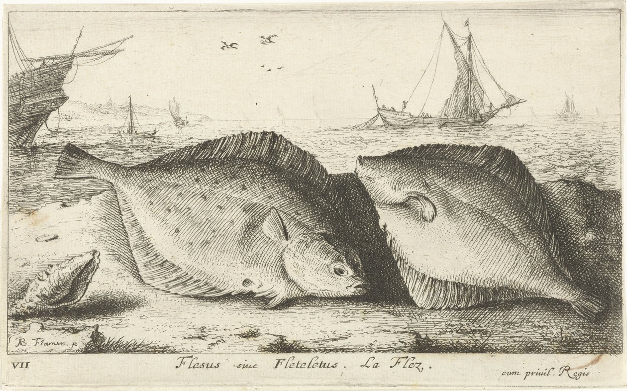 To rødspætter på stranden Flesus siue Fleteletus. La flez. (titel på objekt) Fisk og andre havdyr - saltvands første serie (serietitel) Diverse Especes de Poissons de mer (serietitel) af Albert Flamen