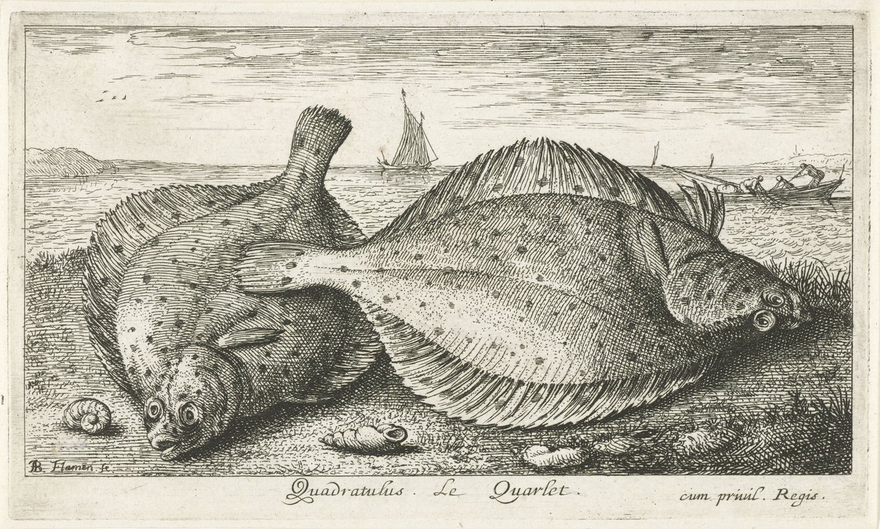 To rødspætter på stranden Quadratulus. LeQuarlet. (titel på objekt) Fisk og andre havdyr - saltvands tredje serie (serietitel) Poissons de mer (serietitel) af Albert Flamen