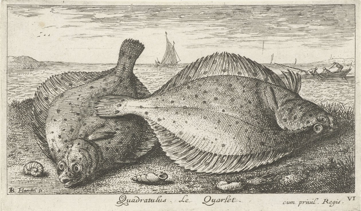 To rødspætter på stranden Quadratulus. LeQuarlet. (titel på objekt) Fisk og andre havdyr - saltvands tredje serie (serietitel) Poissons de mer (serietitel) af Albert Flamen